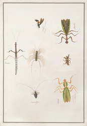Six Arthropods, from Drawings of Animals, Insects and Reptiles from Malacca